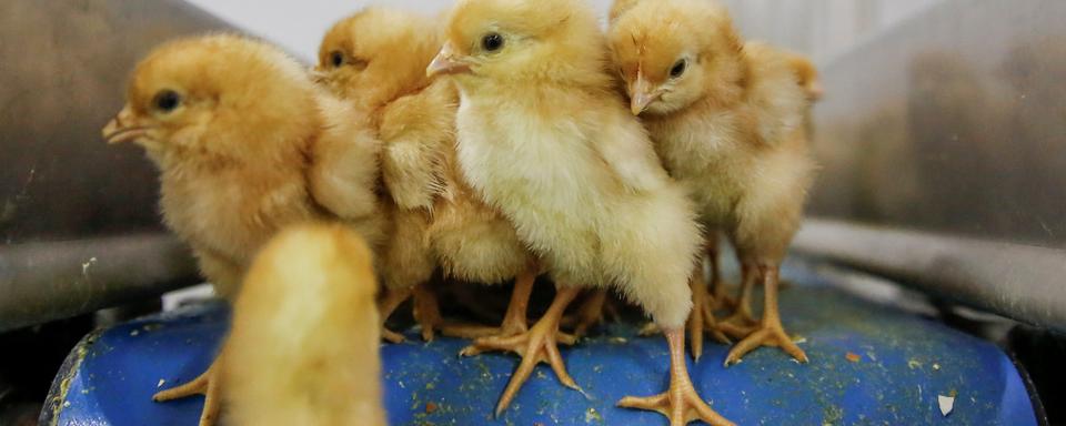 Le Conseil fédéral soutient l'interdiction du broyage de poussins vivants. [Reuters - Thomas Peter]