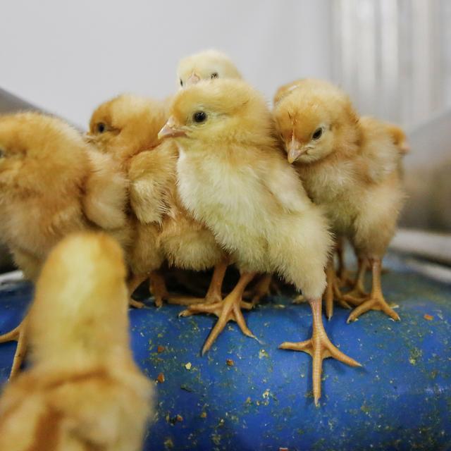 Le Conseil fédéral soutient l'interdiction du broyage de poussins vivants. [Reuters - Thomas Peter]