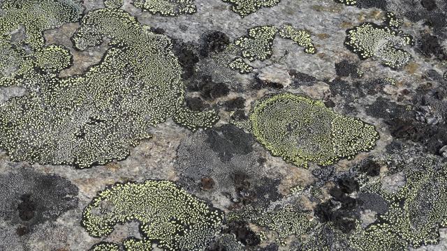 "Hyperboree", Lichen. [Centre de culture ABC - Anne-Sophie Subilia]