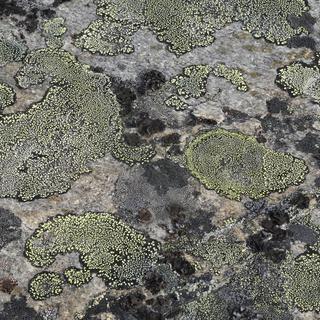 "Hyperboree", Lichen. [Centre de culture ABC - Anne-Sophie Subilia]