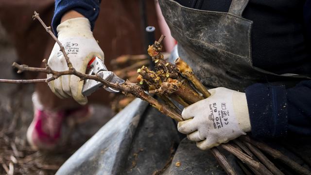 Des pépiniéristes viticulteurs taillent et trient des ceps de vigne avant l'immersion des ceps dans une machine pour traiter à l'eau chaude à Vétroz (VS). [Keystone - Jean-Christophe Bott]