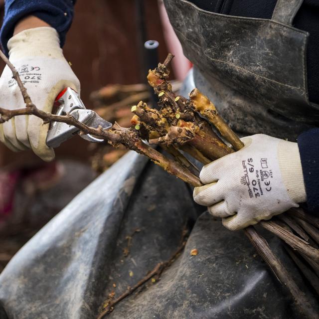 Des pépiniéristes viticulteurs taillent et trient des ceps de vigne avant l'immersion des ceps dans une machine pour traiter à l'eau chaude à Vétroz (VS). [Keystone - Jean-Christophe Bott]