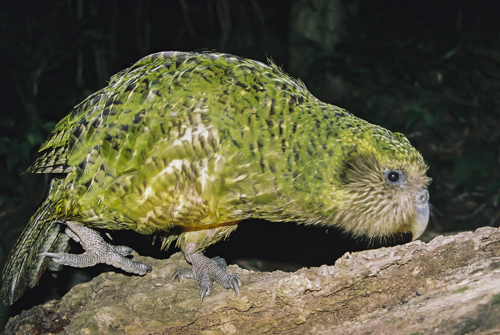 Un kakapo adulte mâle. [New Zealand Birds Online - Dylan van Winkel]