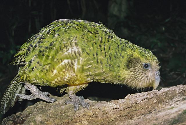 Un kakapo adulte mâle. [New Zealand Birds Online - Dylan van Winkel]