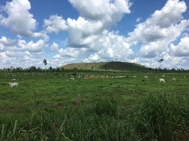 Les élevages bovins sur les terres conquises sur la forêt. [RTS - Stephen Mossaz]