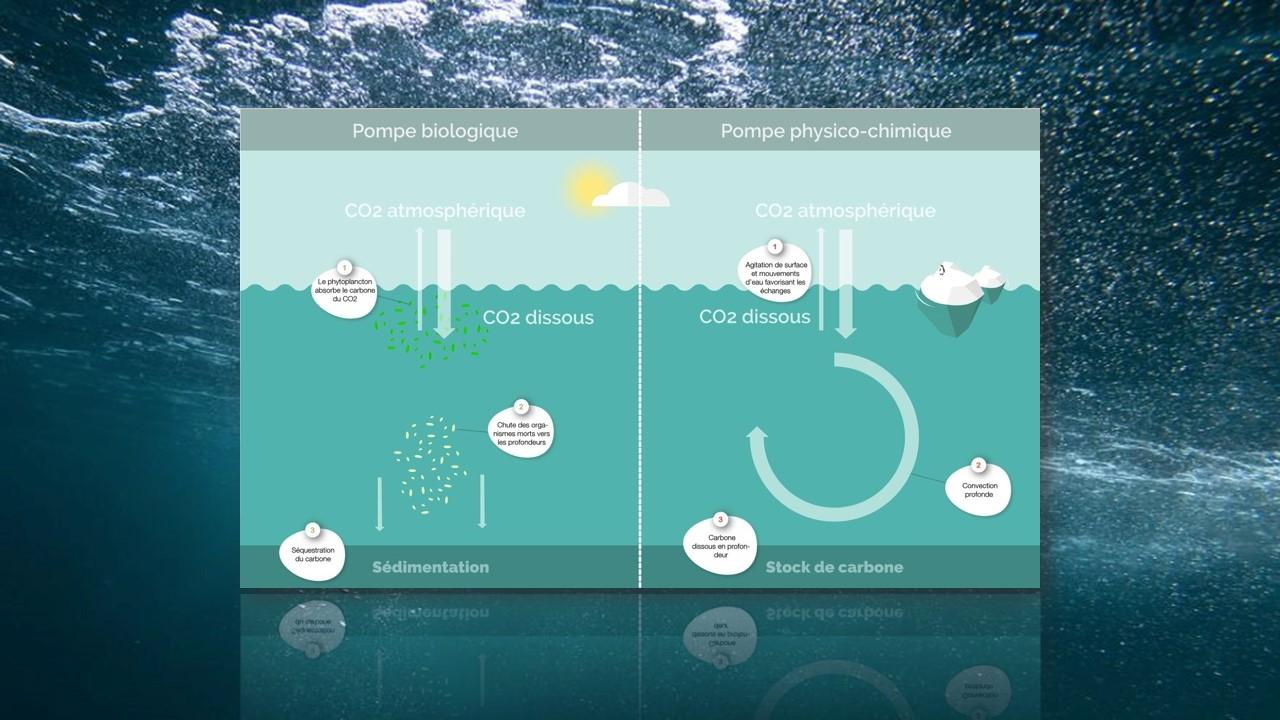 Processus physiques et biologiques d'absoption du Co2 par les océans [rts.ch]