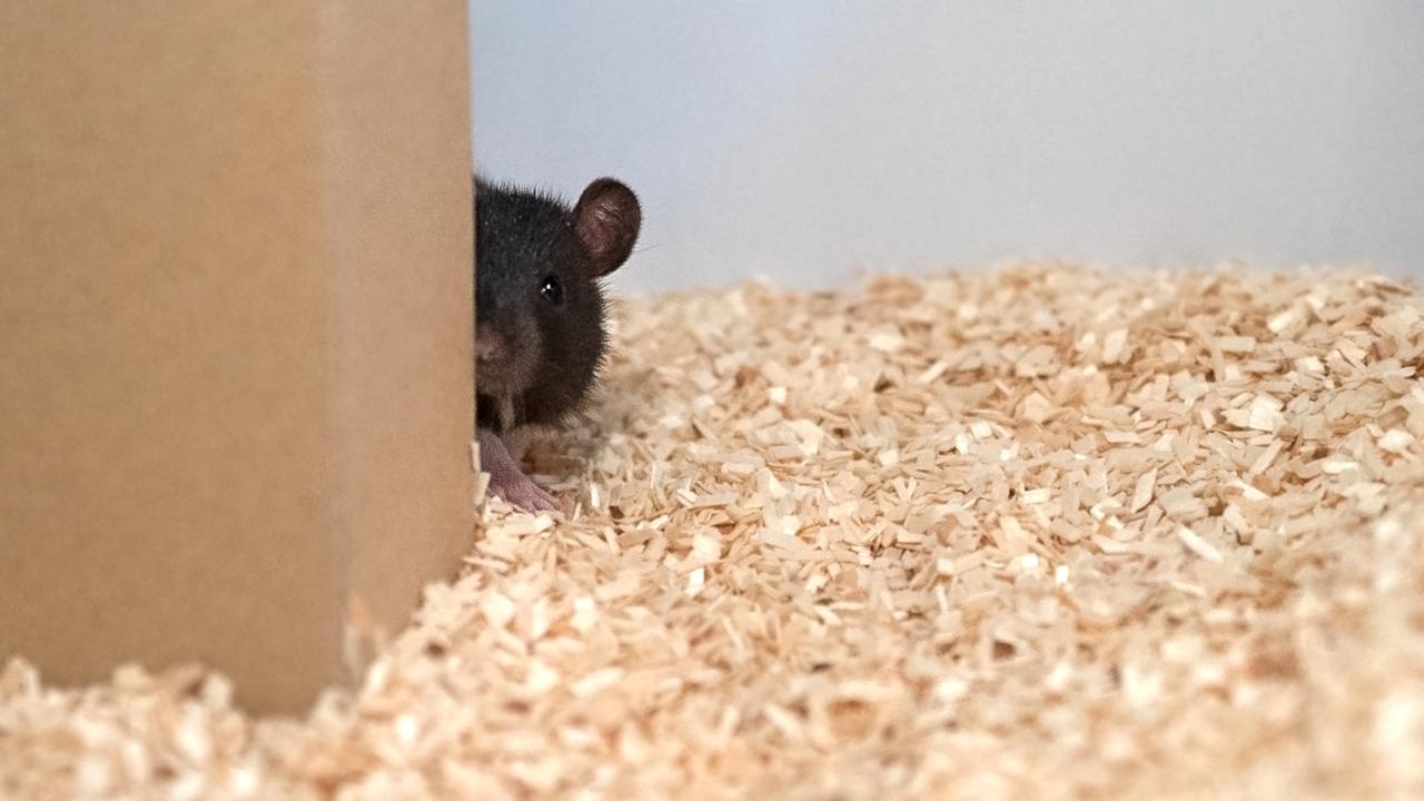 Les rats aussi aiment jouer à cache-cache. [HO/AFP - Reinhold, Sanguinetti-Scheck, Hartmann & Brecht]