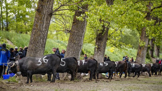 Des vaches d'Hérens patientent avant la finale nationale des combats de reines à Aproz (VS) le 5 mai 2019 [Keystone - Valentin Flauraud]