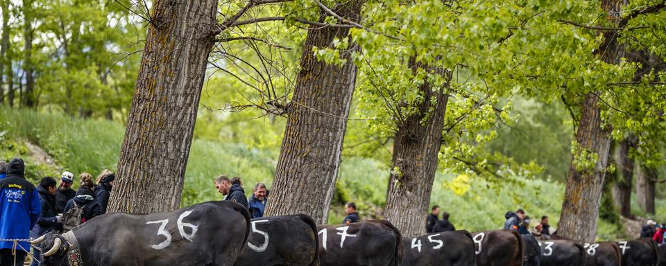 Des vaches d'Hérens patientent avant la finale nationale des combats de reines à Aproz (VS) le 5 mai 2019 [Keystone - Valentin Flauraud]