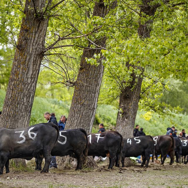 Des vaches d'Hérens patientent avant la finale nationale des combats de reines à Aproz (VS) le 5 mai 2019 [Keystone - Valentin Flauraud]