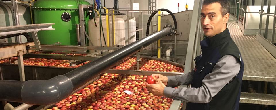 Une atmosphère contrôlée pour mettre la pomme en léthargie. [RTS - Jean de Preux]