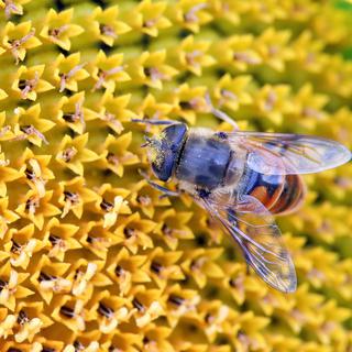 Les abeilles font parties des insectes menacés d'extinction. [REUTERS - Arnd Wiegmann]