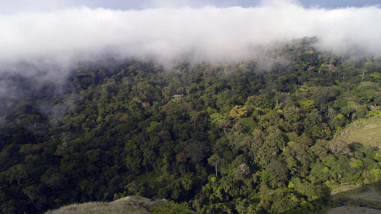 La forêt au Gabon. [Keystone - Markus Mauthe]