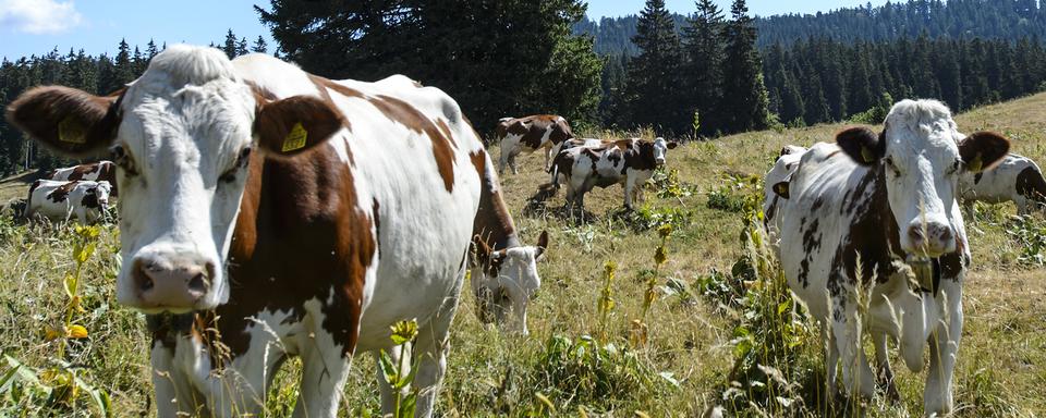 La sortie sur un pâturage pourra être remplacée par la sortie sur une "courette". [Keystone - Jean-Christophe Bott]