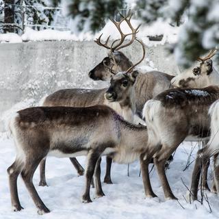 Les rennes sont menacés en Laponie à cause du changement climatique [AP Photo/Keystone - Malin Moberg]