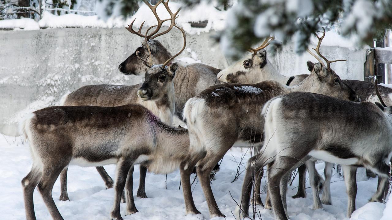 Les rennes sont menacés en Laponie à cause du changement climatique [AP Photo/Keystone - Malin Moberg]