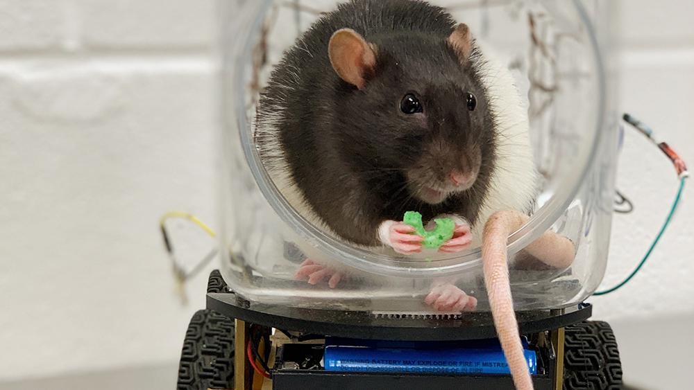 Un rat conducteur mange sa friandise après avoir conduit son véhicule avec succès. [University of Richmond - Kelly Lambert]