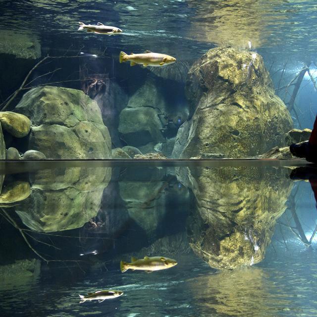 Un visiteur passe devant un aquarium d'Aquatis à Lausanne. [Keystone - Laurent Gillieron]