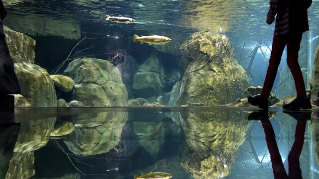 Un visiteur passe devant un aquarium d'Aquatis à Lausanne. [Keystone - Laurent Gillieron]
