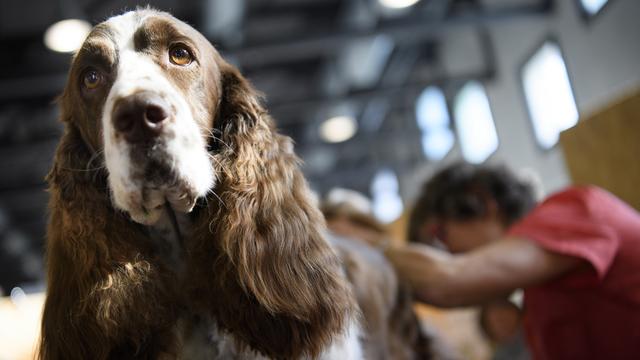 Un chien toiletté lors d'un festival à Lausanne. [Keystone - Laurent Gilliéron]