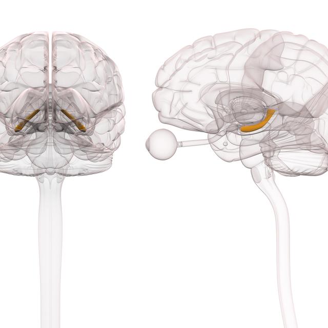 Un problème de développement de l’hippocampe à l’adolescence est à l’origine d’un processus qui peut aboutir à la schizophrénie. 
decade3d
Depositphotos [decade3d]