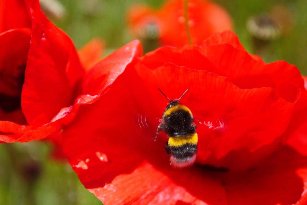 Les abeilles aiment notamment les coquelicots, encore parfois considérés comme de la mauvaise herbe. [Aileen Ryan]