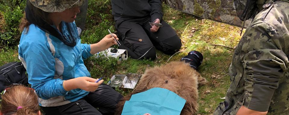 Des spécialistes prélèvent des échantillons biologiques sur un ours brun.
Bastien Confino
RTS [Bastien Confino]