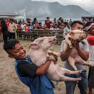 Un festival du cochon pour protester contre le développement du tourisme halal en Indonésie. [AFP - Albert Ivan Damanik]