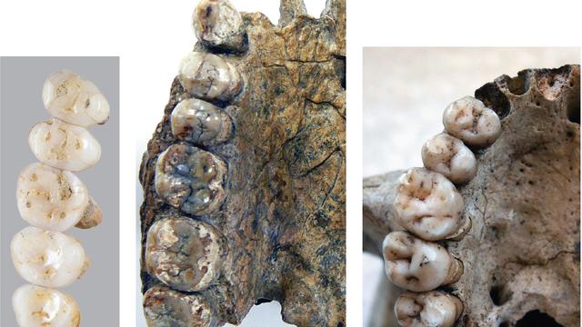 Comparaison de dents d'Homo luzonesis, d'Homo erectus et d'Homo sapiens.
Florent DETROIT
AFP [Florent DETROIT]