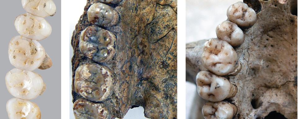 Comparaison de dents d'Homo luzonesis, d'Homo erectus et d'Homo sapiens.
Florent DETROIT
AFP [Florent DETROIT]