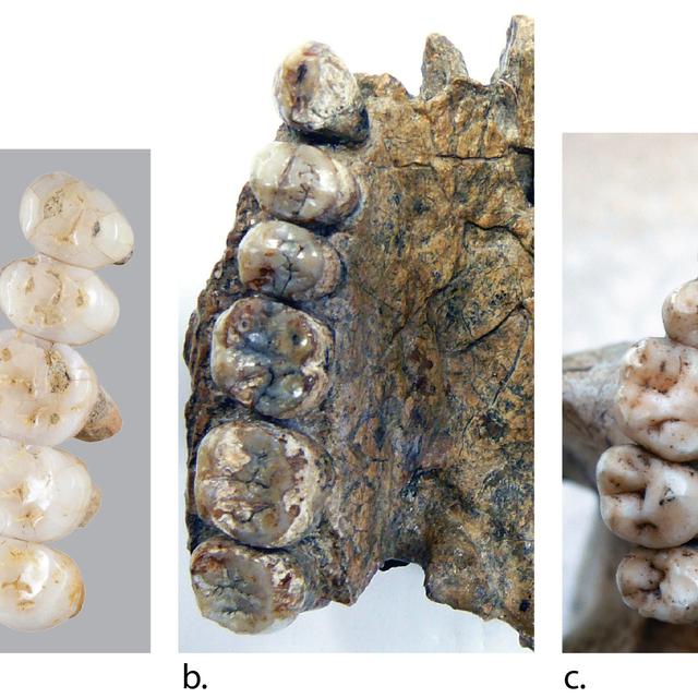 Comparaison de dents d'Homo luzonesis, d'Homo erectus et d'Homo sapiens.
Florent DETROIT
AFP [Florent DETROIT]