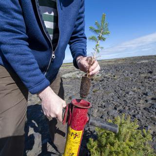 Un "potti putki" rouge à la main, Hreinn Óskarsson plante des pins et des épicéas sur le sable noir d'Islande. [AFP - Halldor Kolbeins]