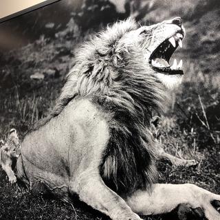 Yann Arthus-Bertrand partage des années de bonheur au Kenya à la découvertes des lions. [Karine Vasarino]