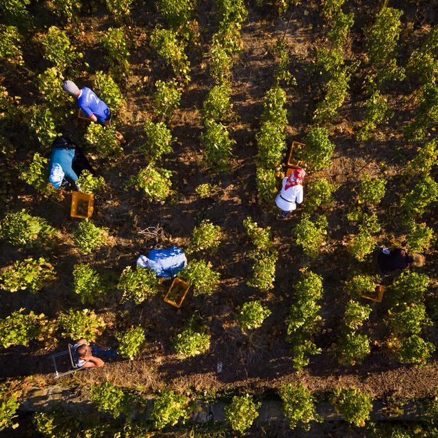 Des tâcherons récoltent des grappes de raisin à Epesses dans le Lavaux. [Keystone - Valentin Flauraud]