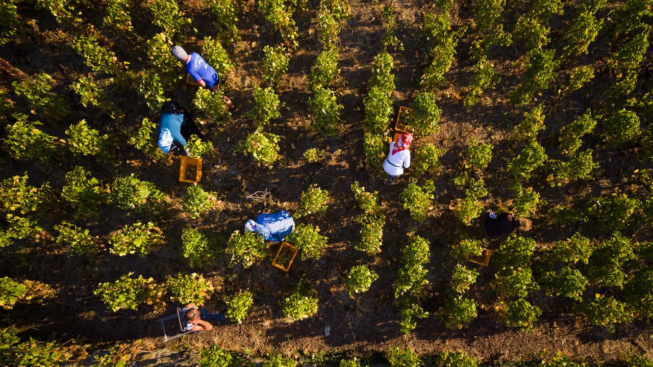 Des tâcherons récoltent des grappes de raisin à Epesses dans le Lavaux. [Keystone - Valentin Flauraud]