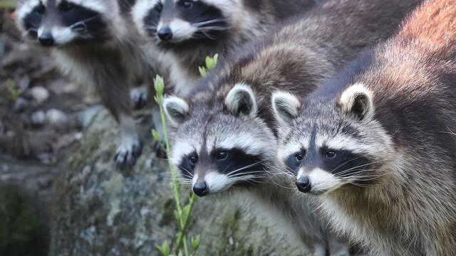 Lundi 8 avril: les ratons laveurs du zoo d'Hanovre, en Allemagne, sont de sortie. [Keystone - EPA/Focke Strangmann]