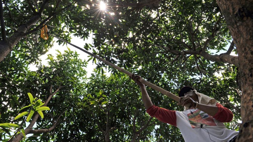 Un ouvrier cueille une mangue dans une exploitation de Tarlac City, au nord de Manille. [AFP - TED ALJIBE]