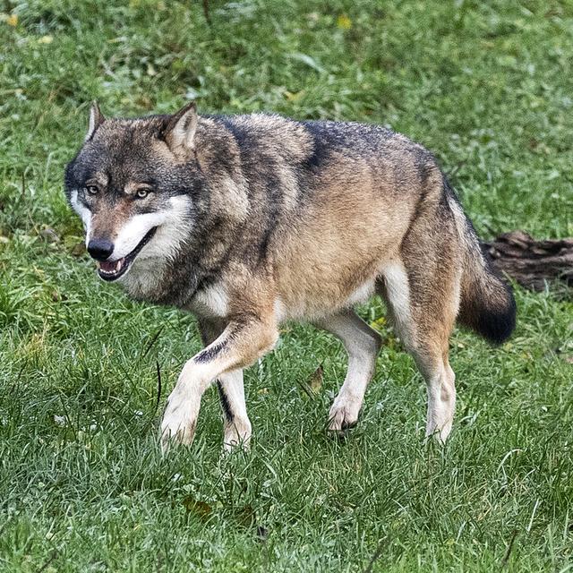 Il y aurait une trentaine de loups en Valais (photo d'illustration) [Keystone - Alexandra Wey]