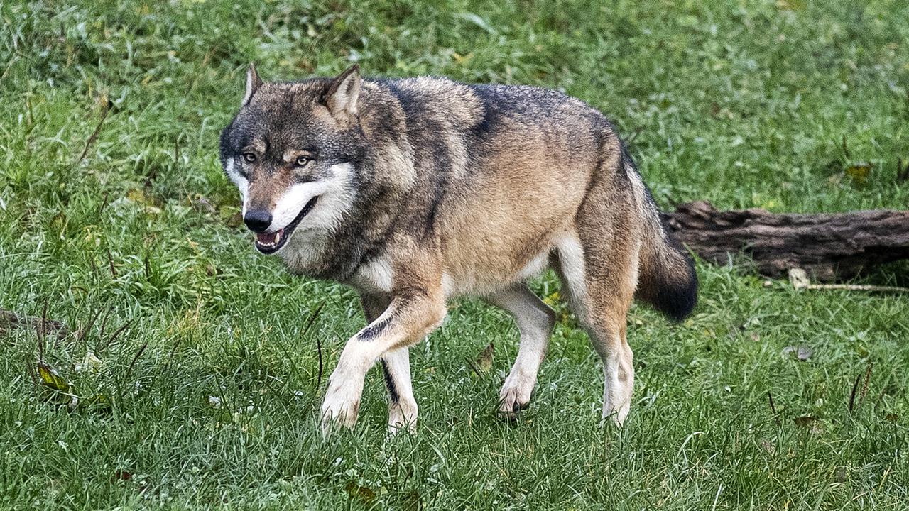 Il y aurait une trentaine de loups en Valais (photo d'illustration) [Keystone - Alexandra Wey]
