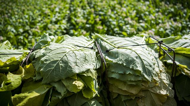 Une culture de tabac dans la Broye fribourgeoise. [Keystone - Jean-Christophe Bott]