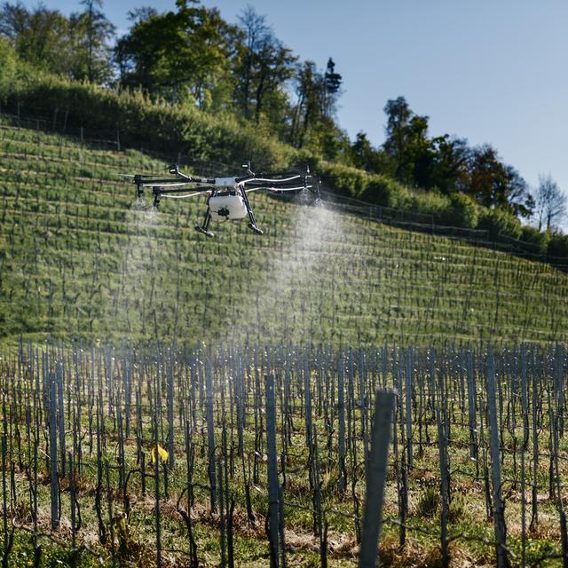 Drone d'épandage dans une vigne près de Rapperswil en 2017. [Keystone - Christian Beutler]