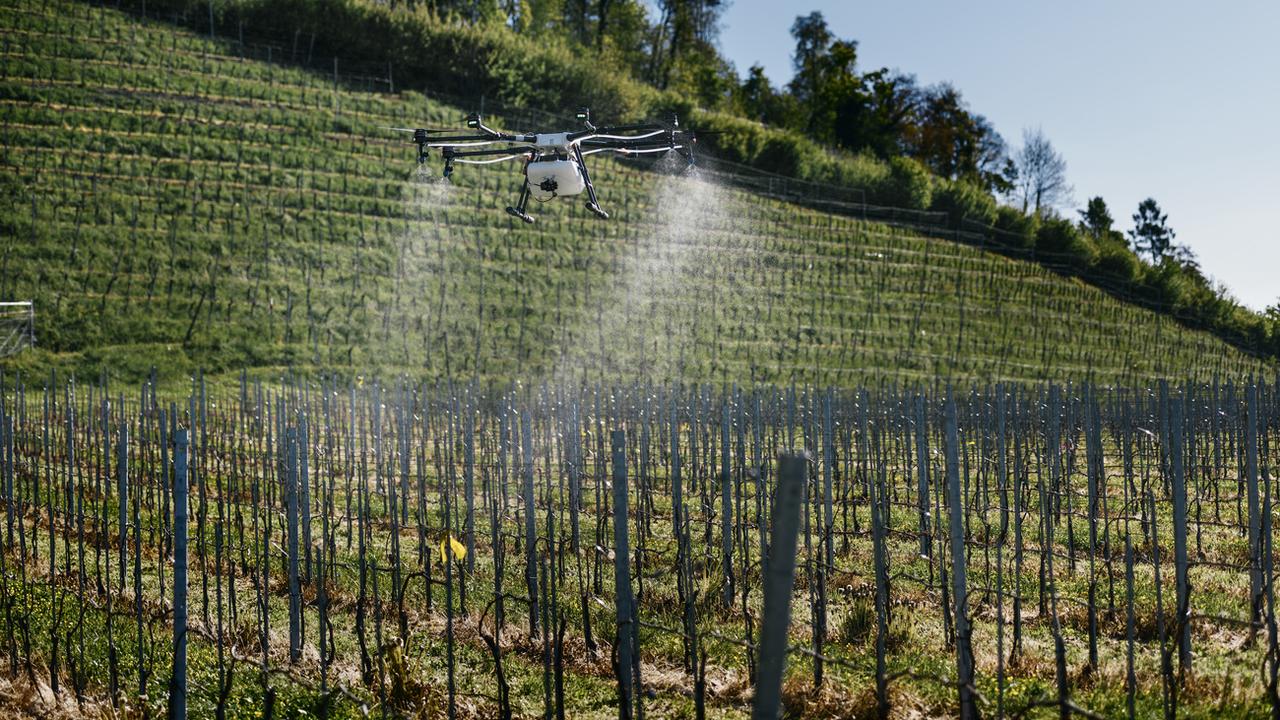 Drone d'épandage dans une vigne près de Rapperswil en 2017. [Keystone - Christian Beutler]