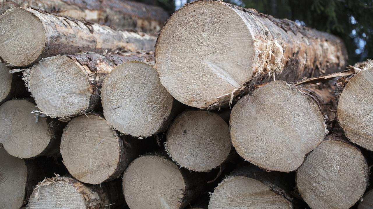 La Suisse a récolté 5 millions de mètres cubes de bois en 20189, un record. [Keystone - Urs Flueeler]