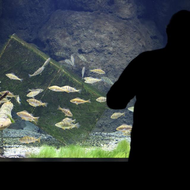 Des perches communes à l'aquarium-vivarium Aquatis à Lausanne. Leur population est en hausse dans les eaux du lac Léman. [Keystone - Laurent Gilliéron]