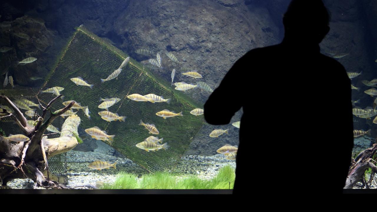 Des perches communes à l'aquarium-vivarium Aquatis à Lausanne. Leur population est en hausse dans les eaux du lac Léman. [Keystone - Laurent Gilliéron]