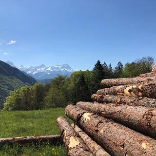 Un tiers du territoire suisse est recouvert de forêts. [RTS - Jordan Davis]