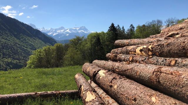 Un tiers du territoire suisse est recouvert de forêts. [RTS - Jordan Davis]