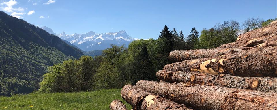 Un tiers du territoire suisse est recouvert de forêts. [RTS - Jordan Davis]