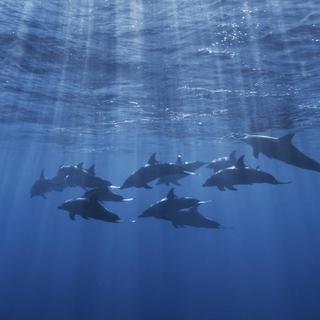 Plus d'un tiers de tous les mammifères marins sont menacés d'extinction. [AFP - Gabriel Barathieu]