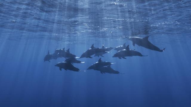 Plus d'un tiers de tous les mammifères marins sont menacés d'extinction. [AFP - Gabriel Barathieu]